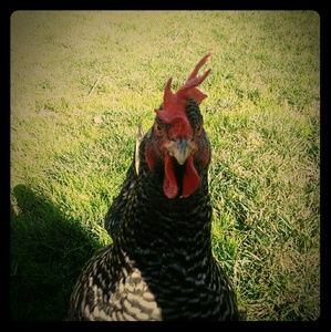 Meet your Posher, Melanie